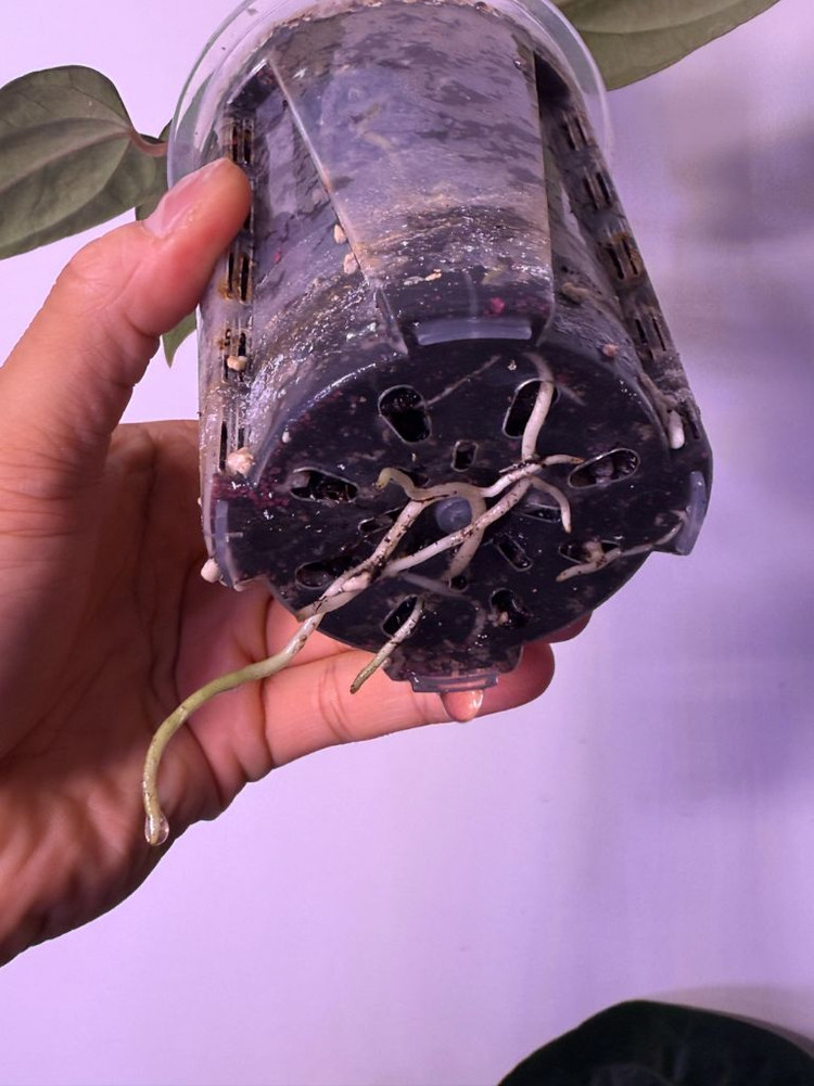 안스리움 포틸레 도리토스 클론--1