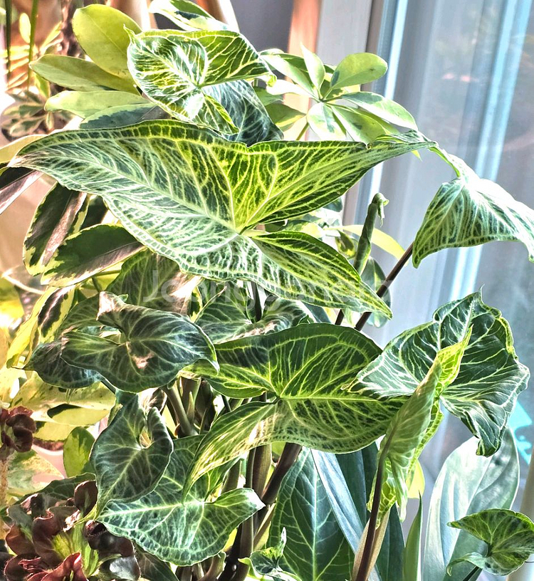 싱고니움 바틱(희귀식물)--4