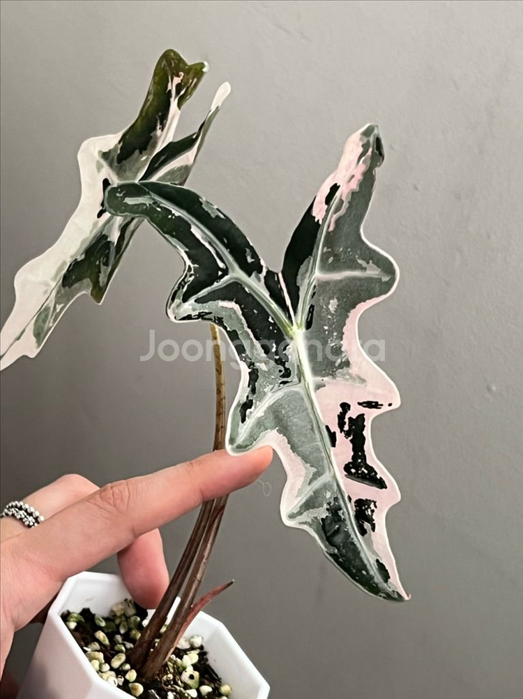 (무천이 자촉)알로카시아 노빌리스 핑크 바리에가타--5