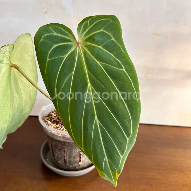 안스리움 킹오스 1번--2