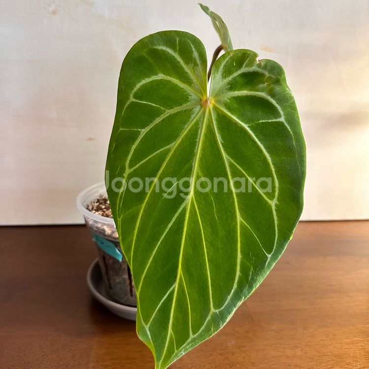 안스리움 킹오스 1번--1