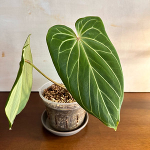 안스리움 킹오스 1번