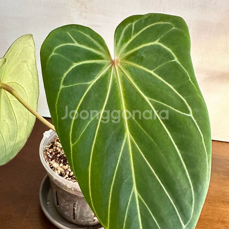 안스리움 킹오스 1번--5