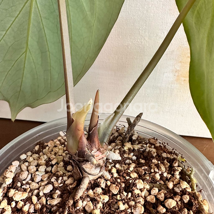 안스리움 킹오스 1번--3