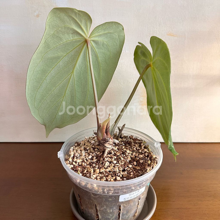 안스리움 킹오스 1번--4