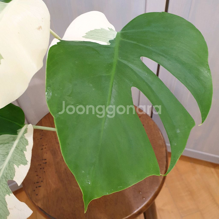 택포)) 몬스테라 알보 바리에가타 #조배X #잎22cm--4