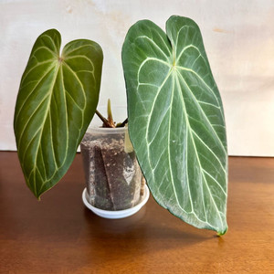 안스리움 킹오스 2번