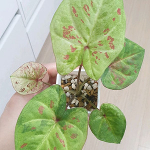 칼라디움 블러디