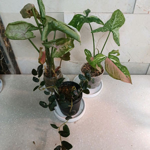 3종 일괄 레드스팟트리칼라.핑크쥬얼리.펠리오니아 리펜스