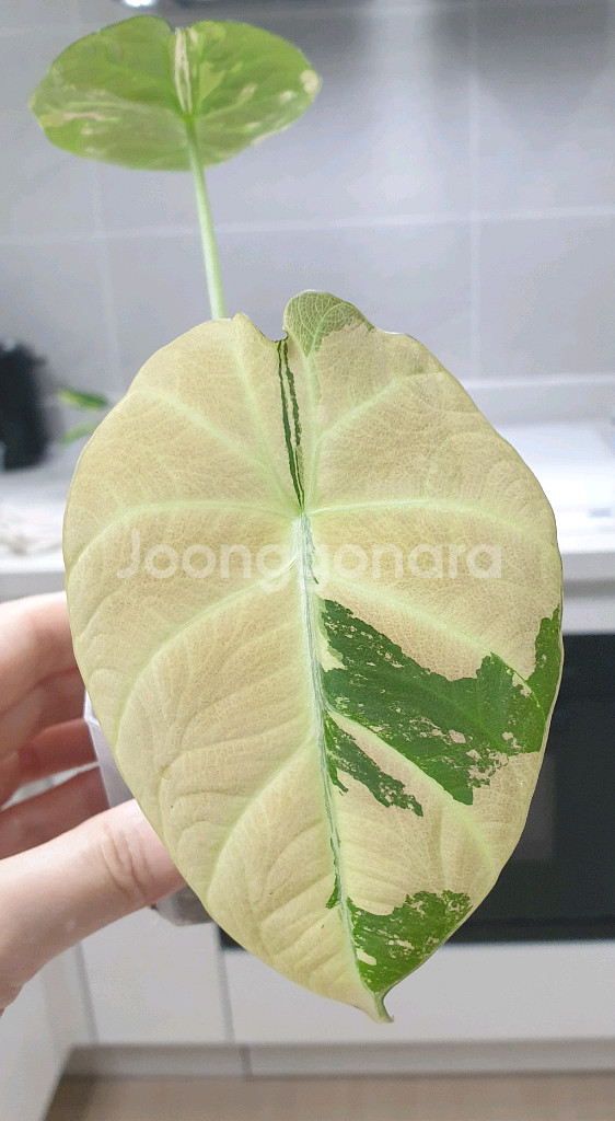 알로카시아 블랙벨벳 화이트 핑크 바리에가타--0