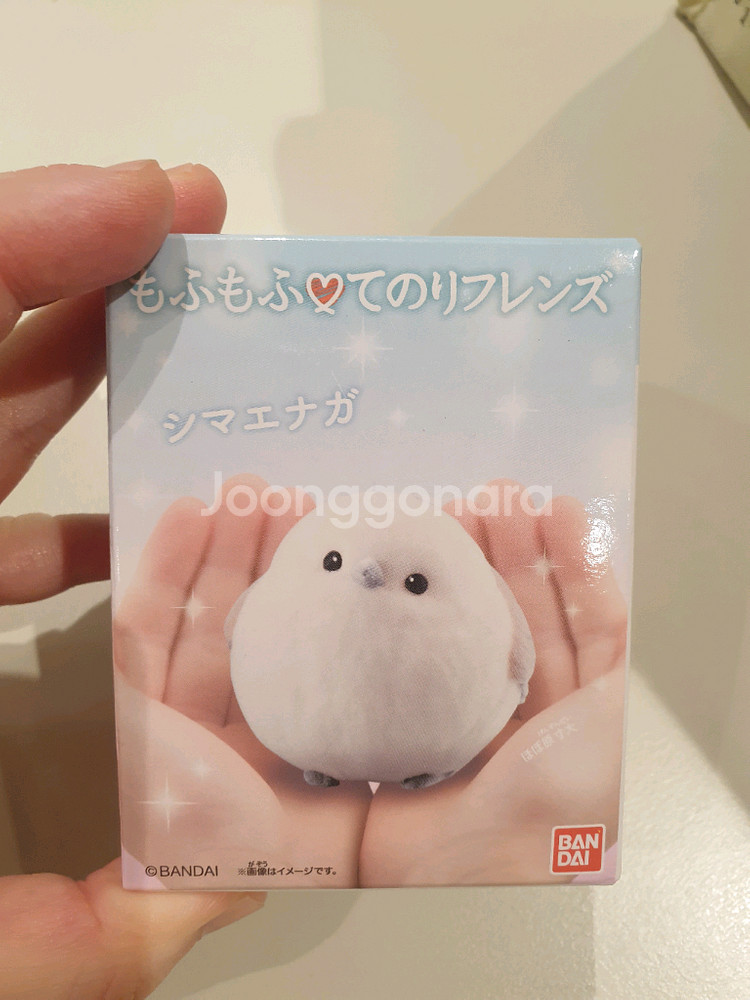 테노리프렌즈 흰오목눈이--0