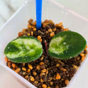 호야 마틸드 바리에가타