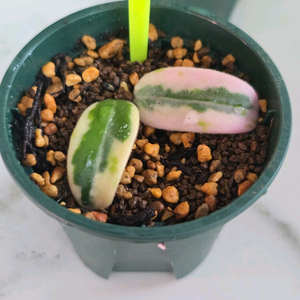 호야 리프리즘 산반