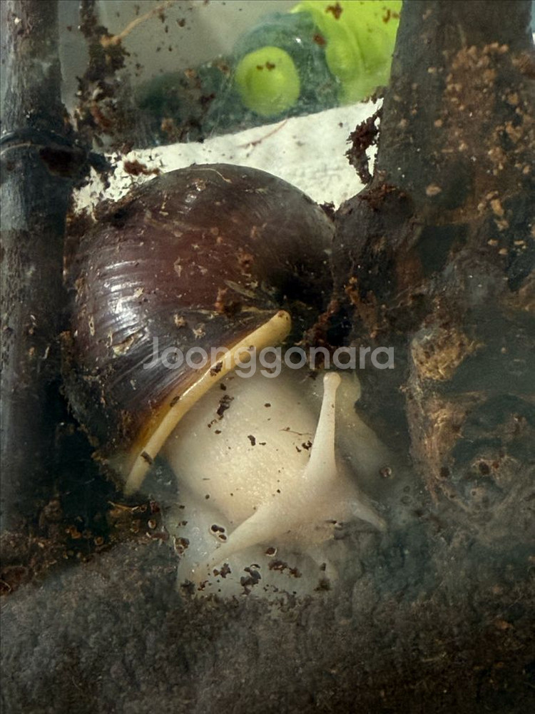 달팽이 두마리 무료 분양합니다--0