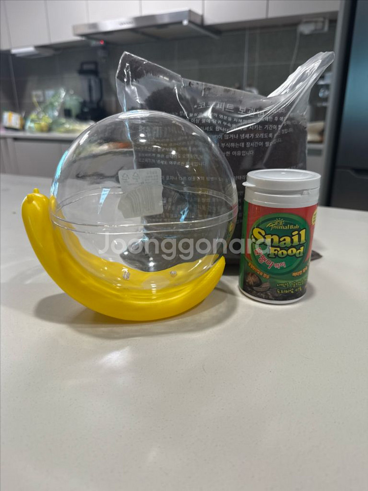 달팽이 두마리 무료 분양합니다--6