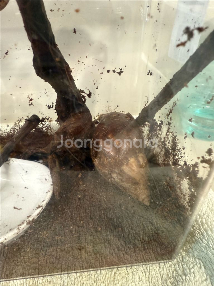 달팽이 두마리 무료 분양합니다--2