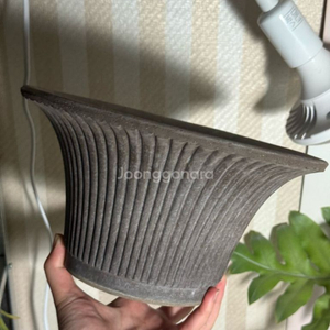 베르그포터 데이지 그레이