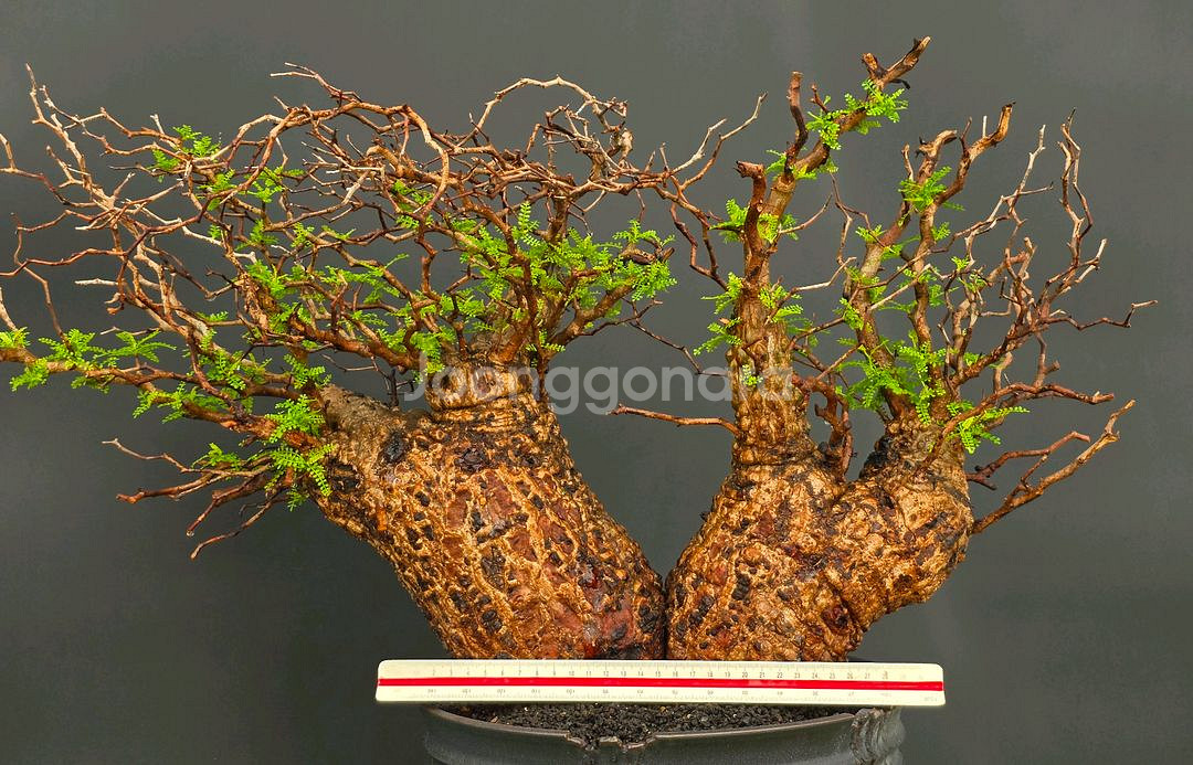 네임드 오퍼큐리카야 파키푸스 초대품 아프리카식물/코덱스--1