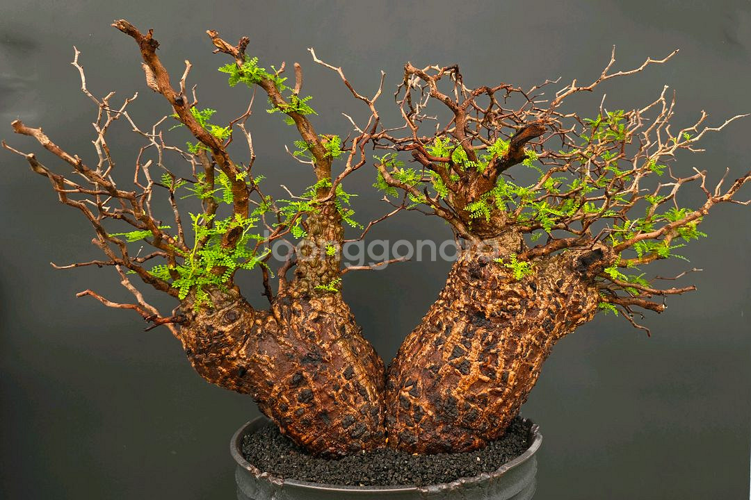 네임드 오퍼큐리카야 파키푸스 초대품 아프리카식물/코덱스--2