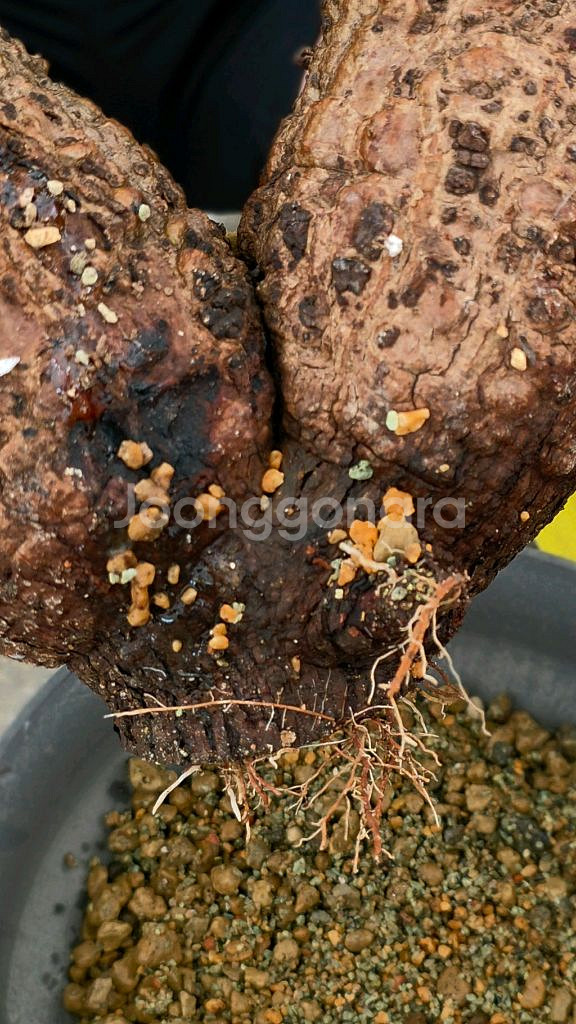 네임드 오퍼큐리카야 파키푸스 초대품 아프리카식물/코덱스--6