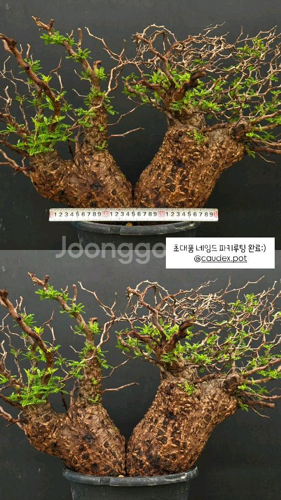 네임드 오퍼큐리카야 파키푸스 초대품 아프리카식물/코덱스--5