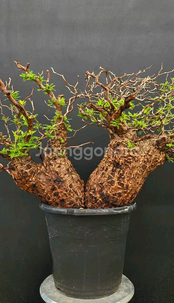 네임드 오퍼큐리카야 파키푸스 초대품 아프리카식물/코덱스--4