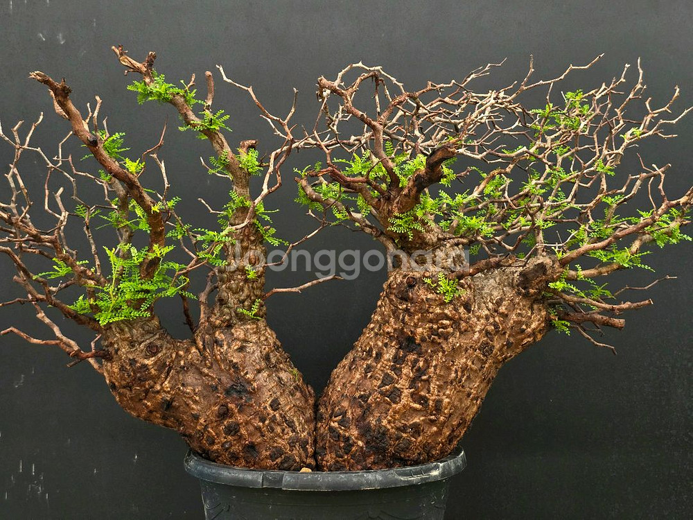 네임드 오퍼큐리카야 파키푸스 초대품 아프리카식물/코덱스--3