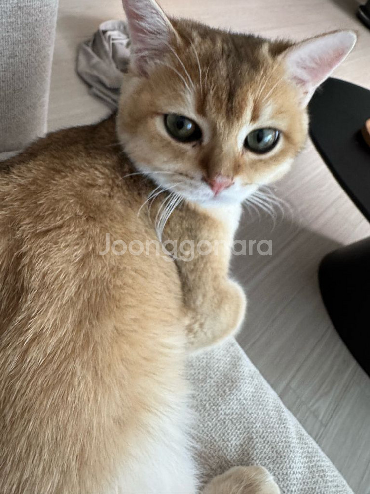 예약 상품 입니다!--0