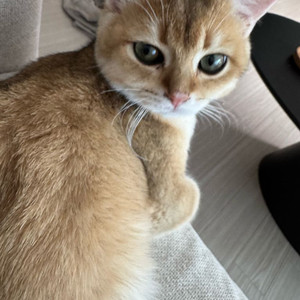 예약 상품 입니다!