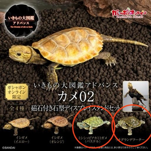 생물대도감 어드밴스 2탄 거북이 2종 일괄판매