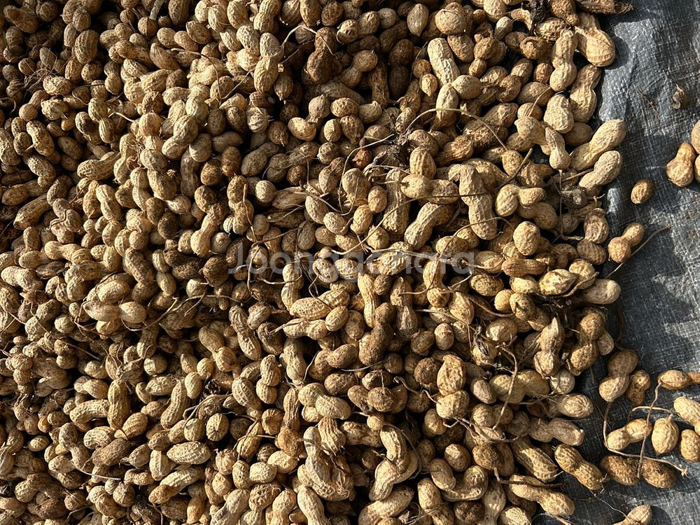 25년 햇땅콩판매합니다(1kg)--2