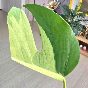 옐로우 몬스테라 보르시지아나 바리에가타