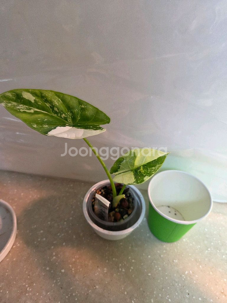 알로카시아 시누아타바리에가타. 에피스시아 덤--2