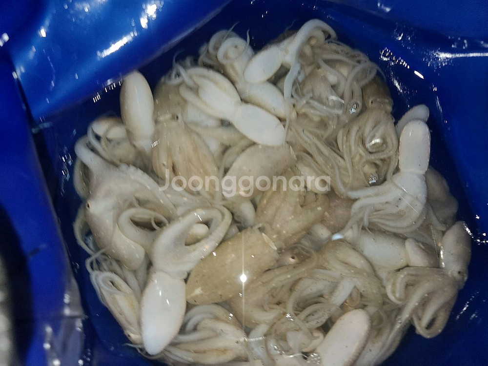 260고무보트 + 가이드모터--9