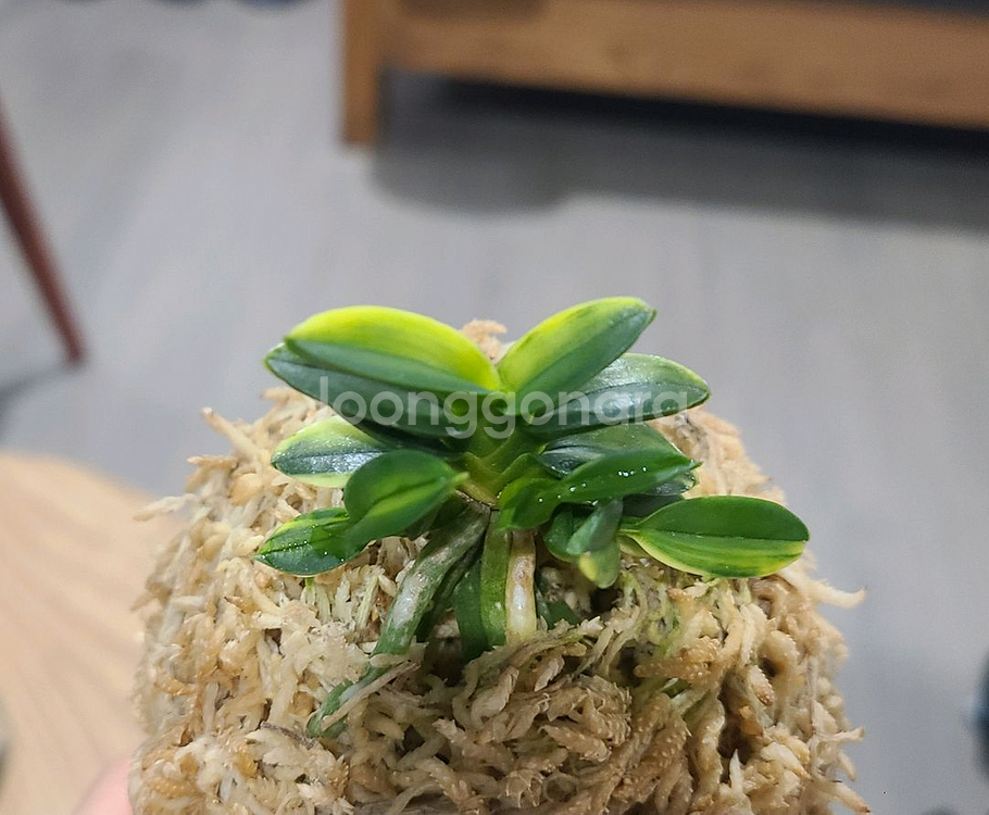 풍란 천광--0