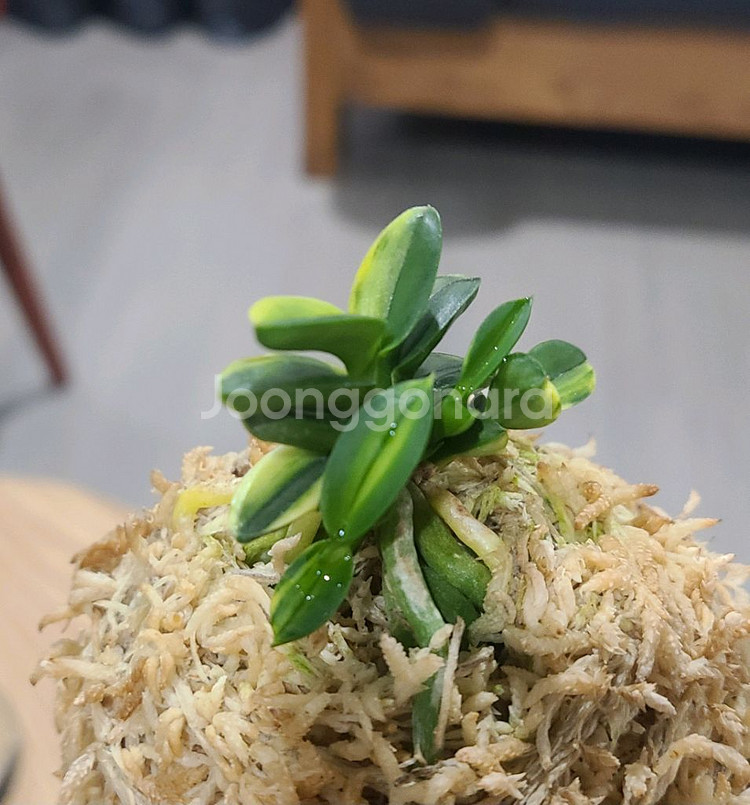 풍란 천광--2