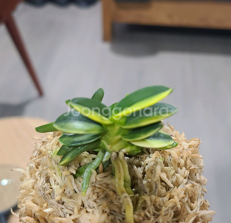 풍란 천광--1