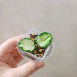 호야마틸드바리에가타