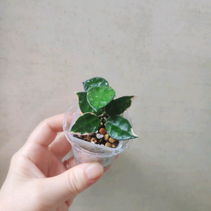 호야 아사미 우노소보