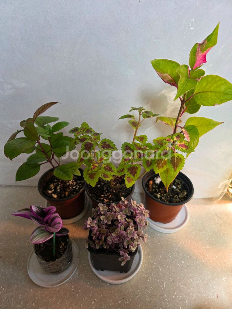 삼색달개비.룬데리파티타임.퍼플프린스.핑크레이디등--0