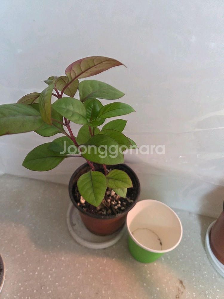 삼색달개비.룬데리파티타임.퍼플프린스.핑크레이디등--1