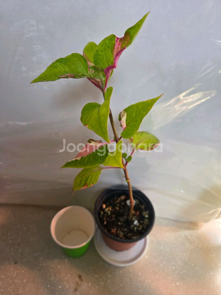 삼색달개비.룬데리파티타임.퍼플프린스.핑크레이디등--4