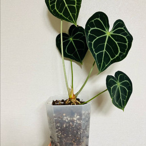 안스리움 클라리네비움