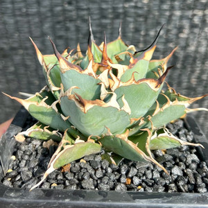 아가베티타노타 하데스