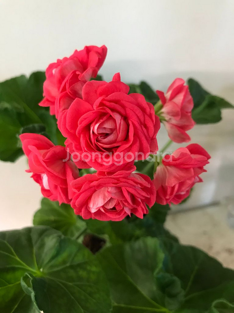 Ta러브스토리 러시아 제라늄--0