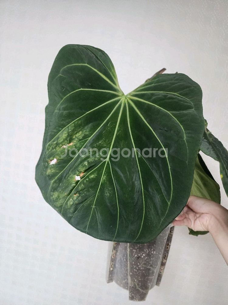 안스리움 킹오스 파필 하이브리드 대품--2