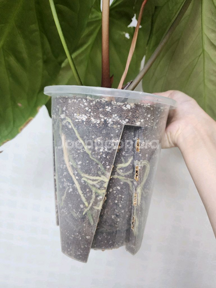 안스리움 킹오스 파필 하이브리드 대품--3