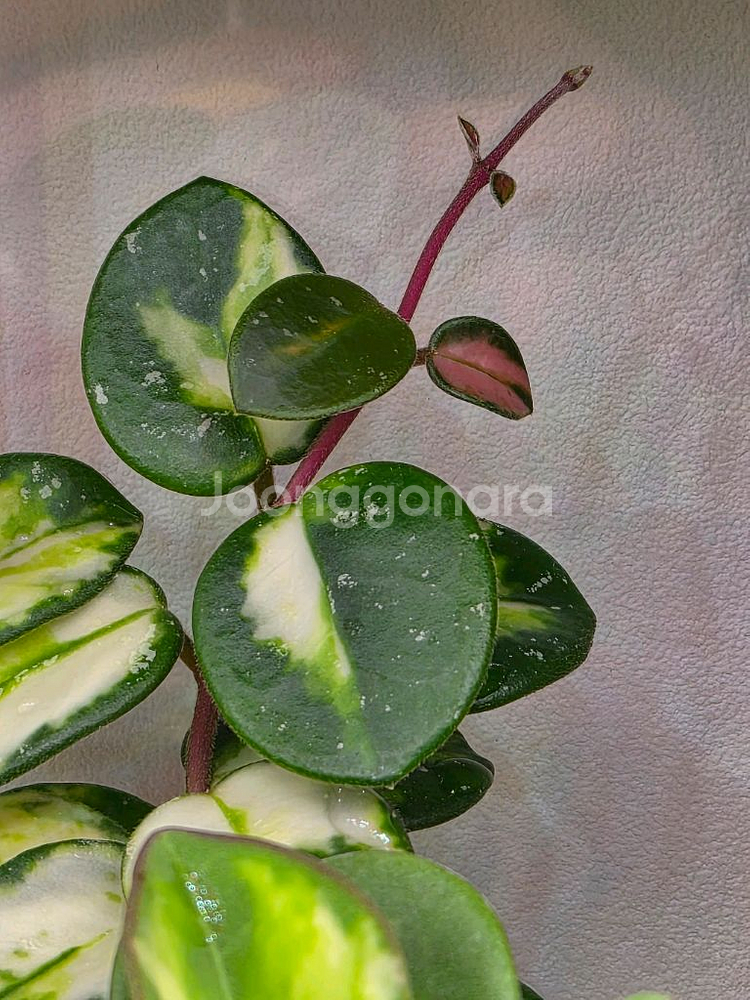 호야 마틸드 바리에가타 택포--2
