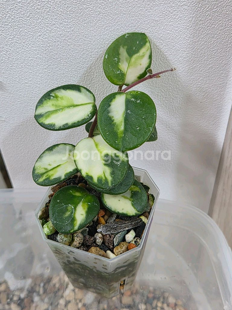 호야 마틸드 바리에가타 택포--1