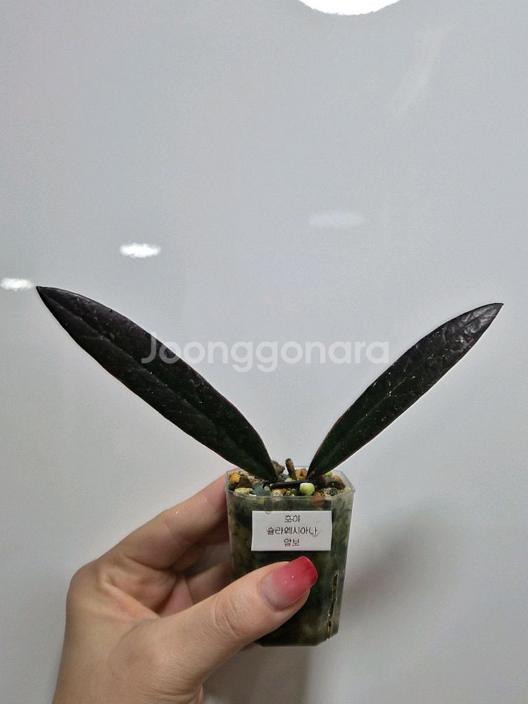 호야 슐라 웨시아나 알보 택포--0